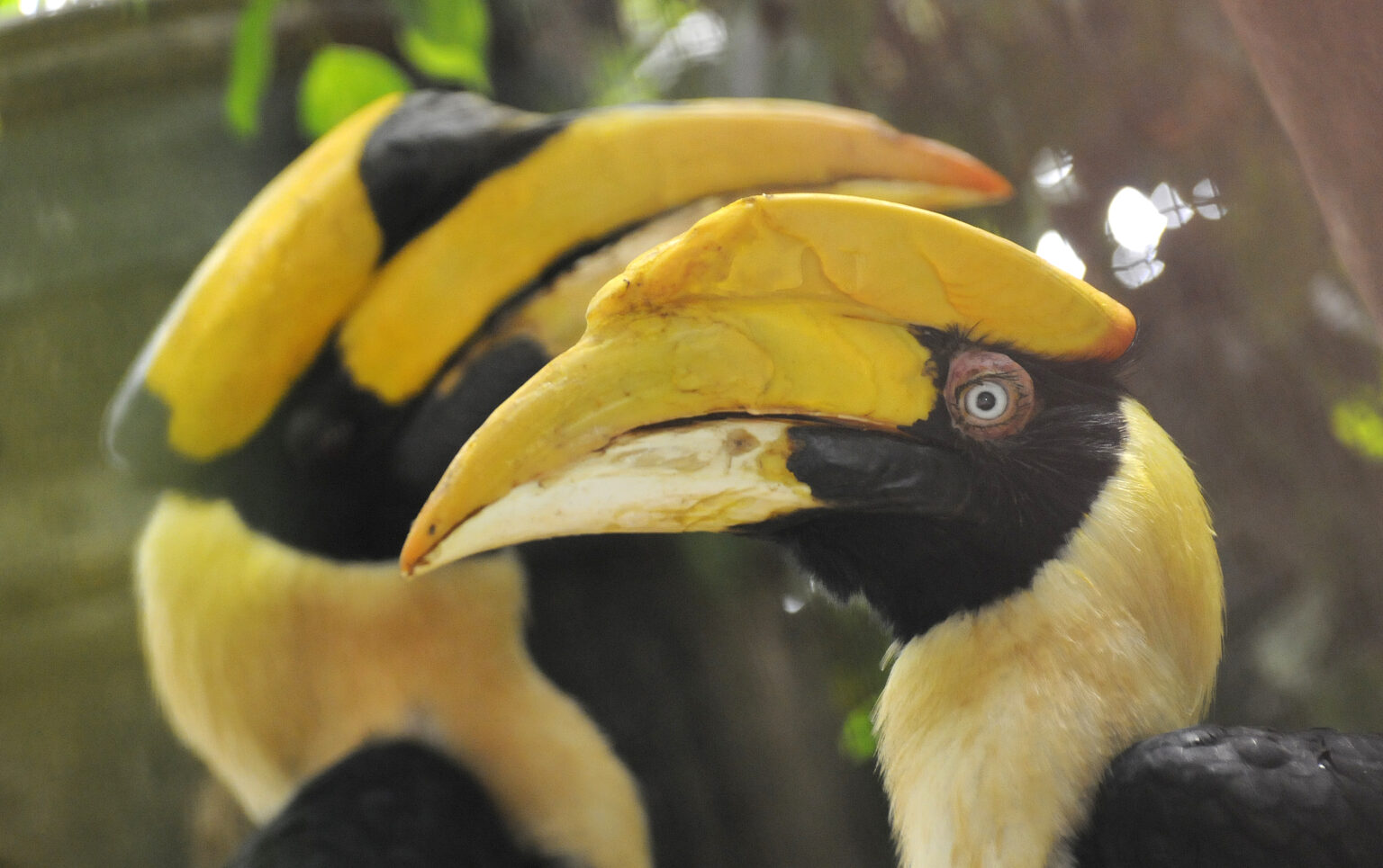 dubbele neushoornvogels