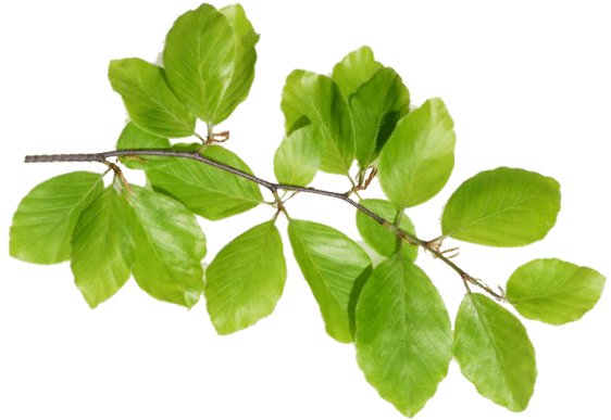 Beukenblad