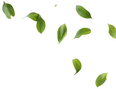 Green Leaves White Background