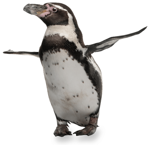 Humboldtpinguin Met Schaduw