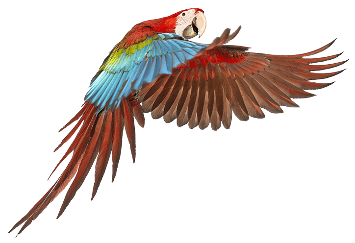 Rode Papegaai2