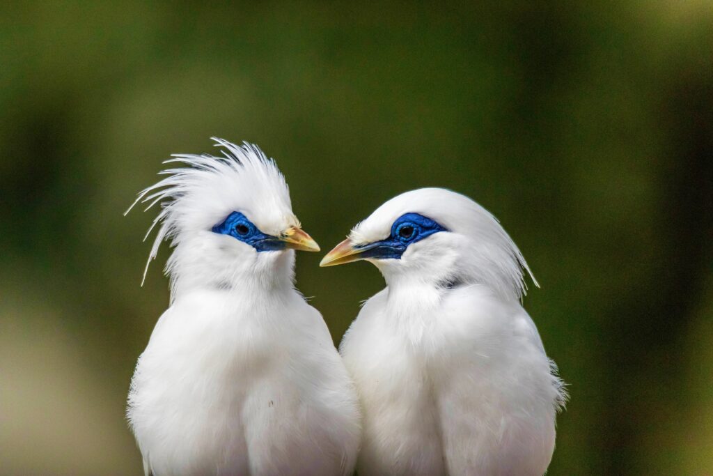 Met uitsterven bedreigde balispreeuw