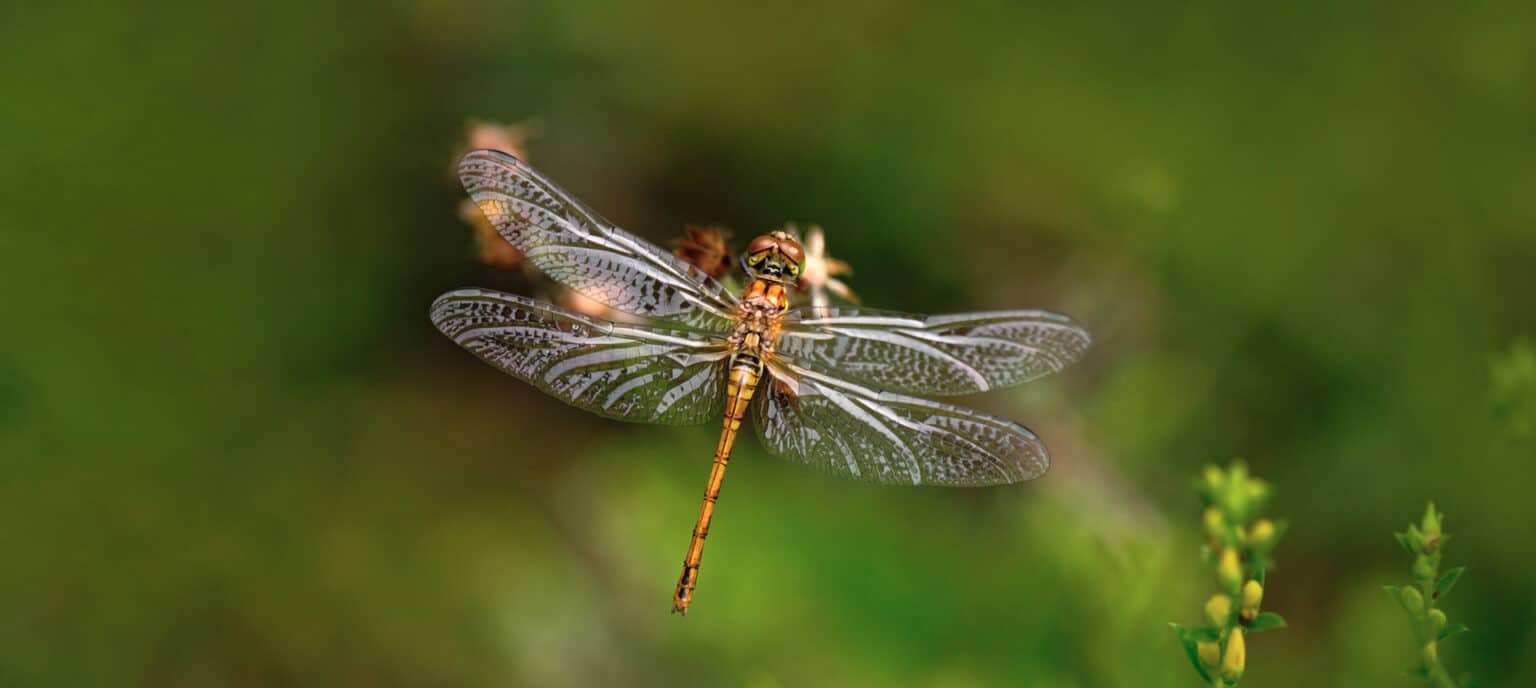 Bruinrode Heidelibel