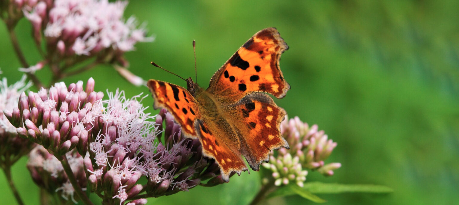 Gehakkelde Aurelia Op Bloem