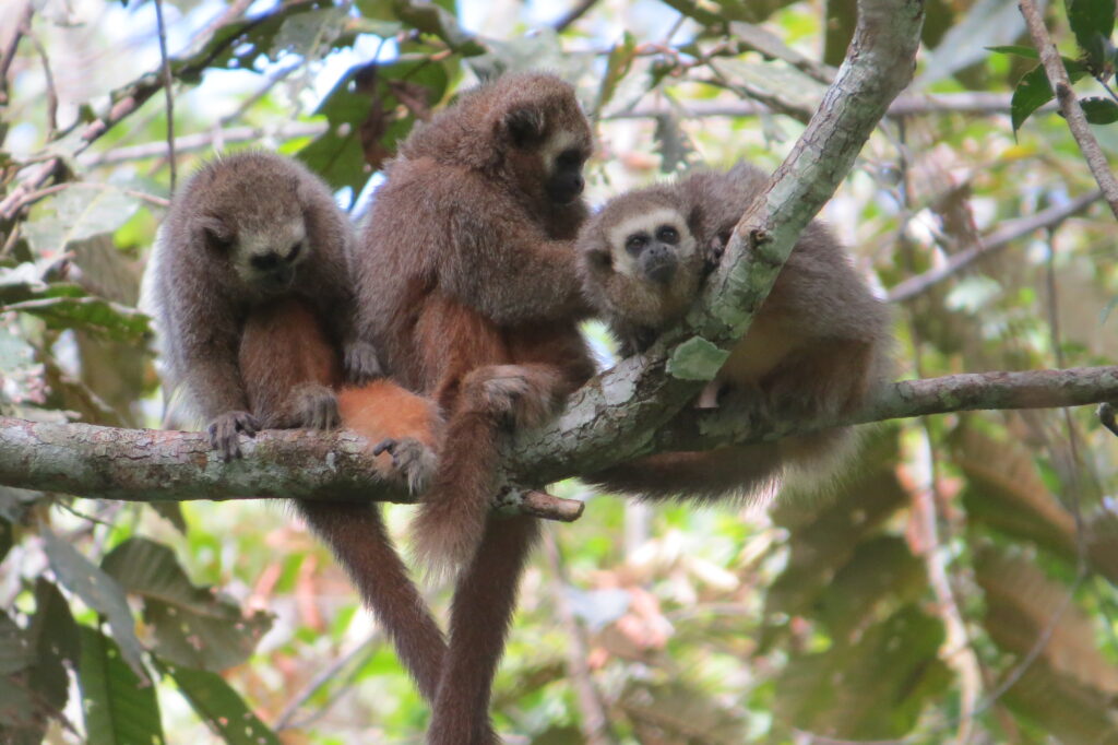 San Martin titiproject