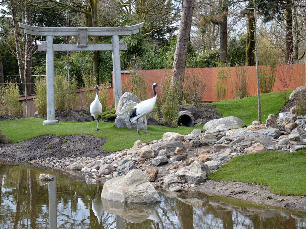 Manstjoerijse Kraanvogels