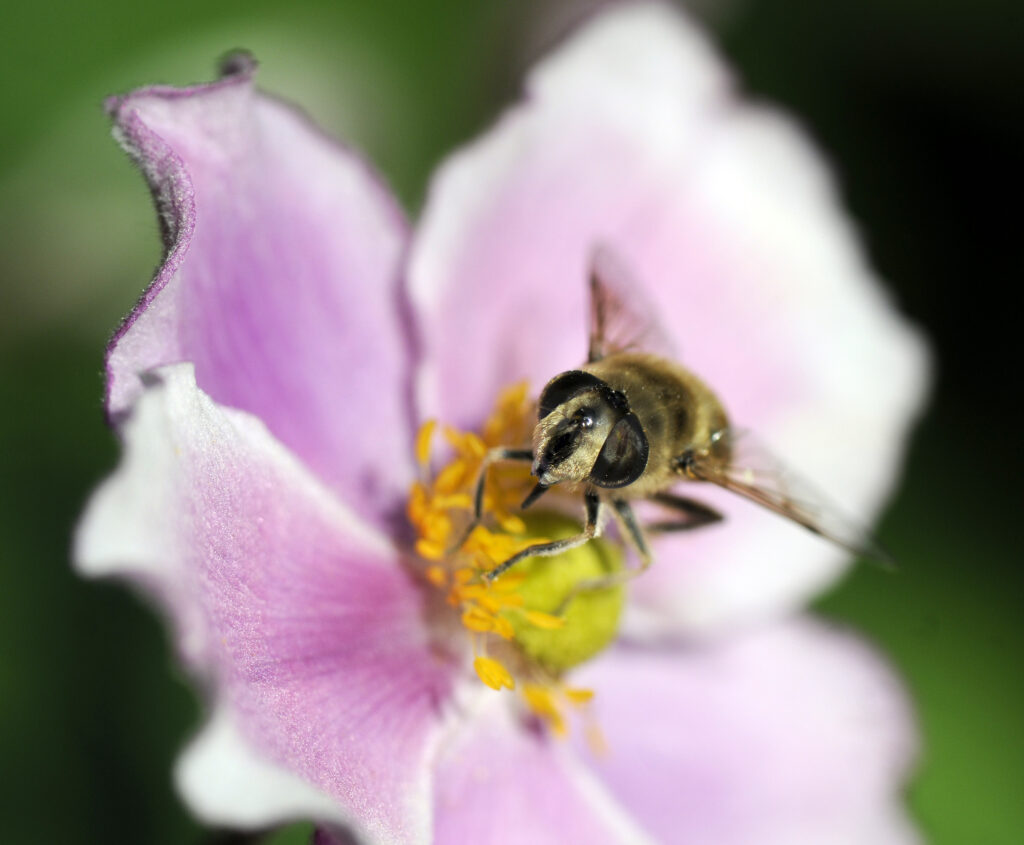 Insect vriendelijke beplanting