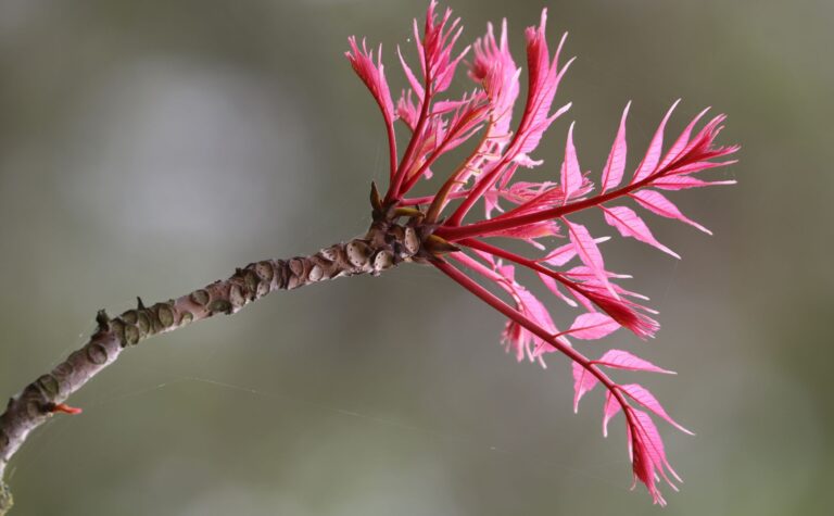 Tak Chinese Mahonieboom ‘flamingo’