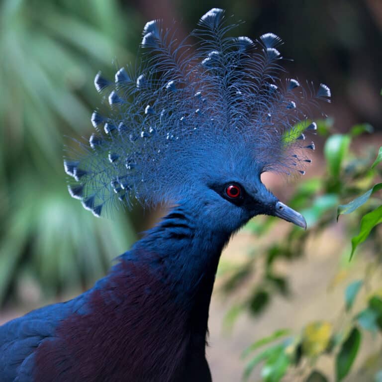 Victoria Kroonduif 2