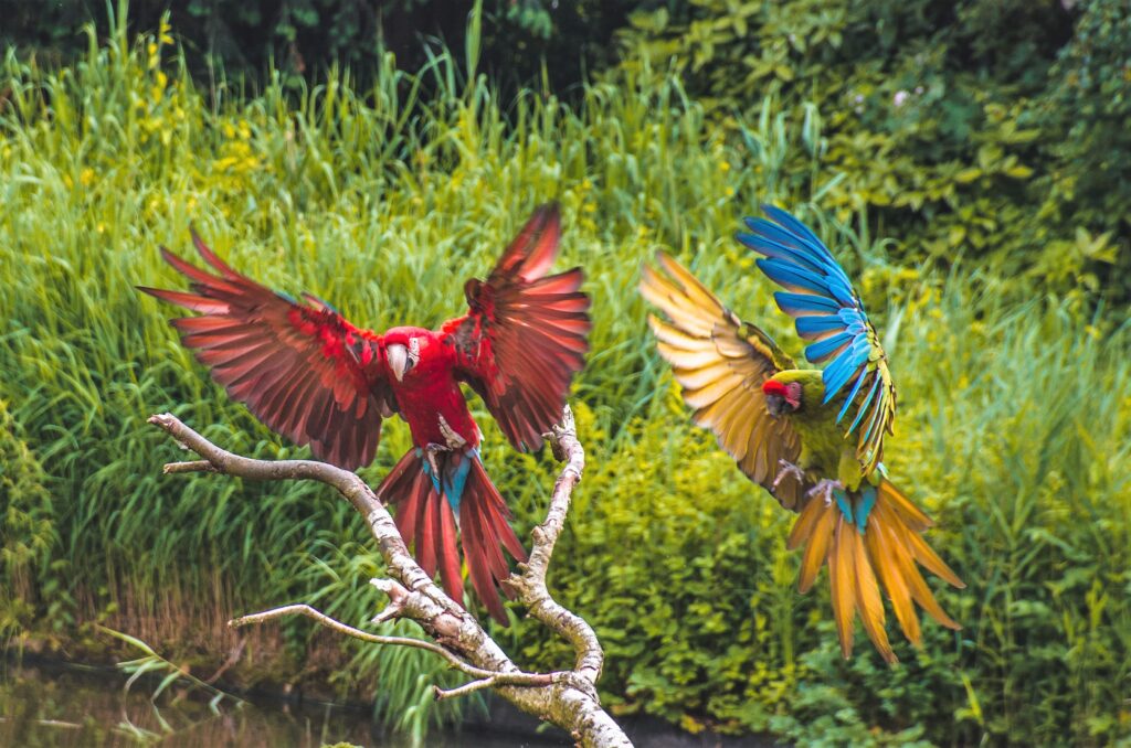 ara's in vogeldemonstratie