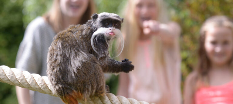 Keizersnorrebaard met publiek