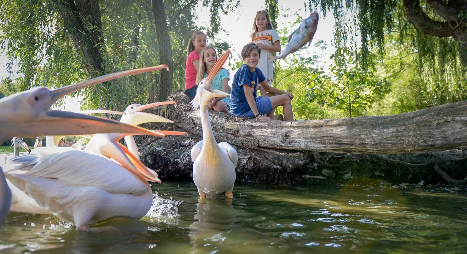 Voederpresentatie Pelikanen