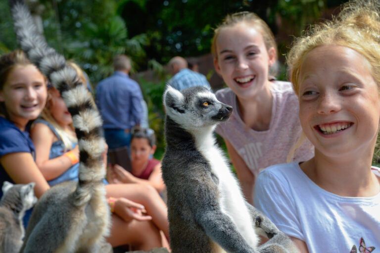 ringstaarmaki's publiek