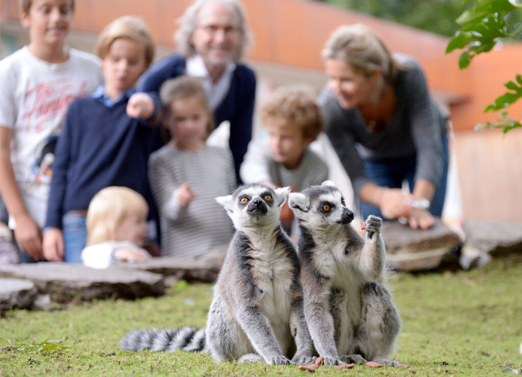 ringstaartmaki met publiek