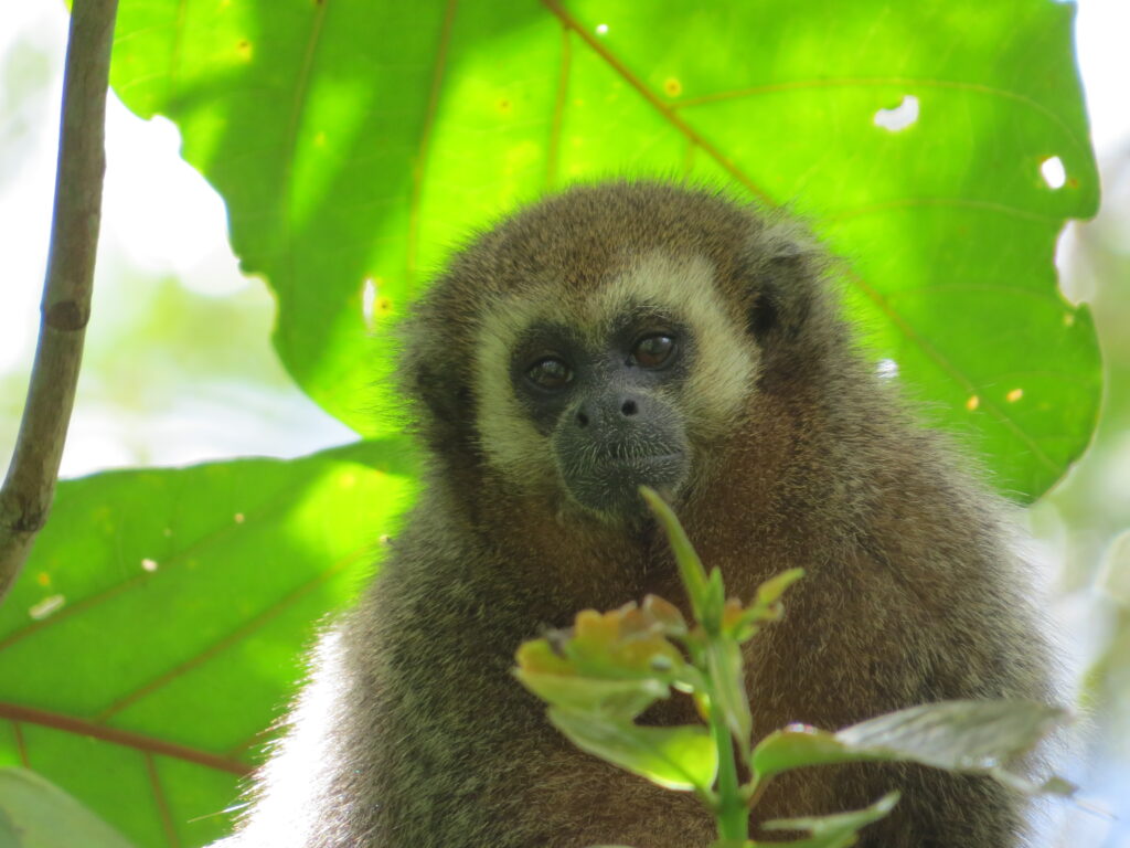 San Martin Titi Project