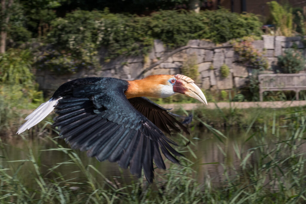 jaarvogel in vogeldemonstratie