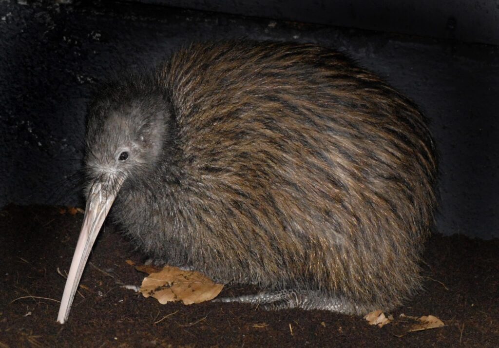 Kiwi