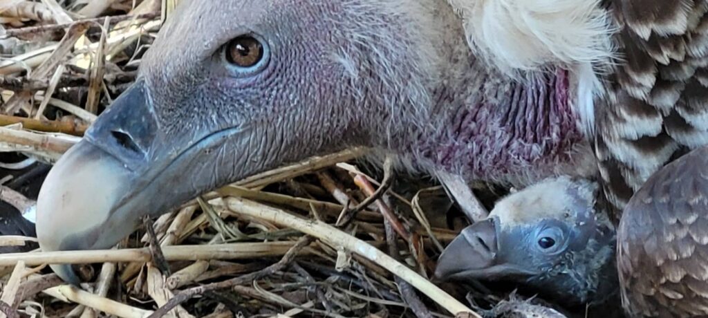 Rüppellgier Met Jong