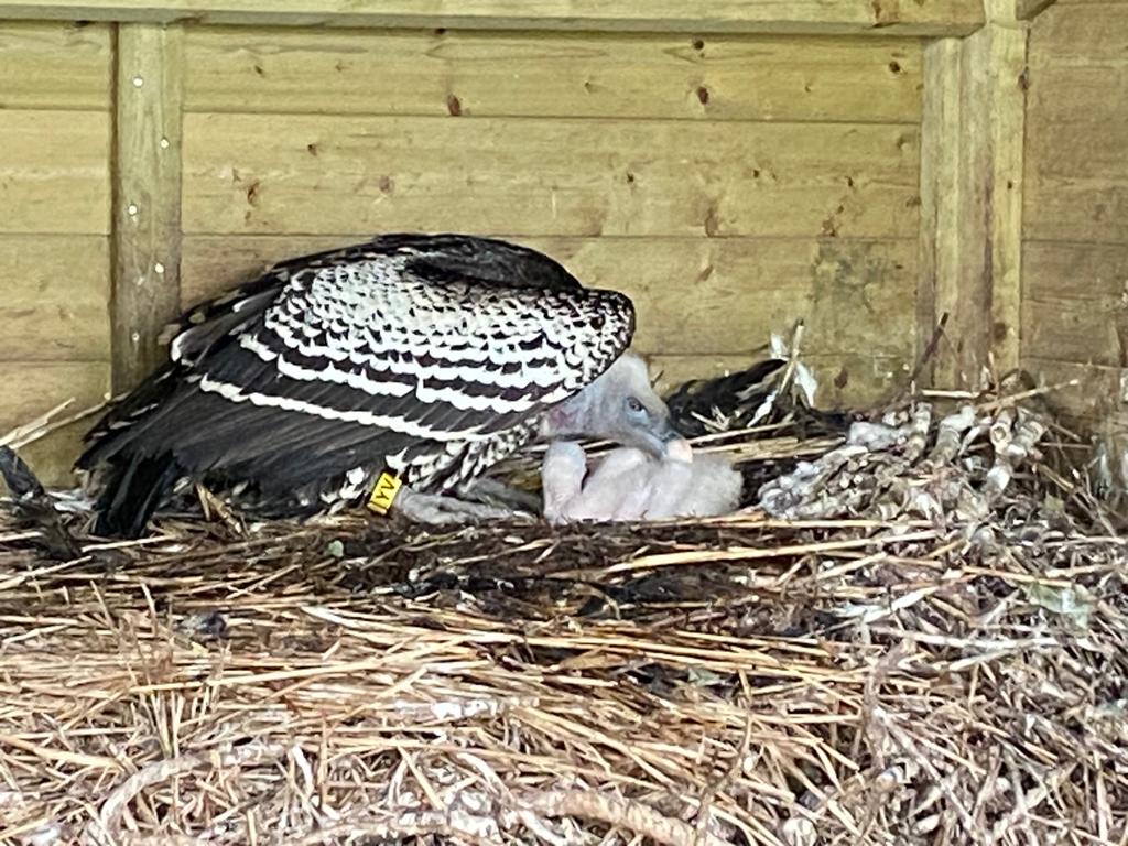 Mannetjes gier met jong