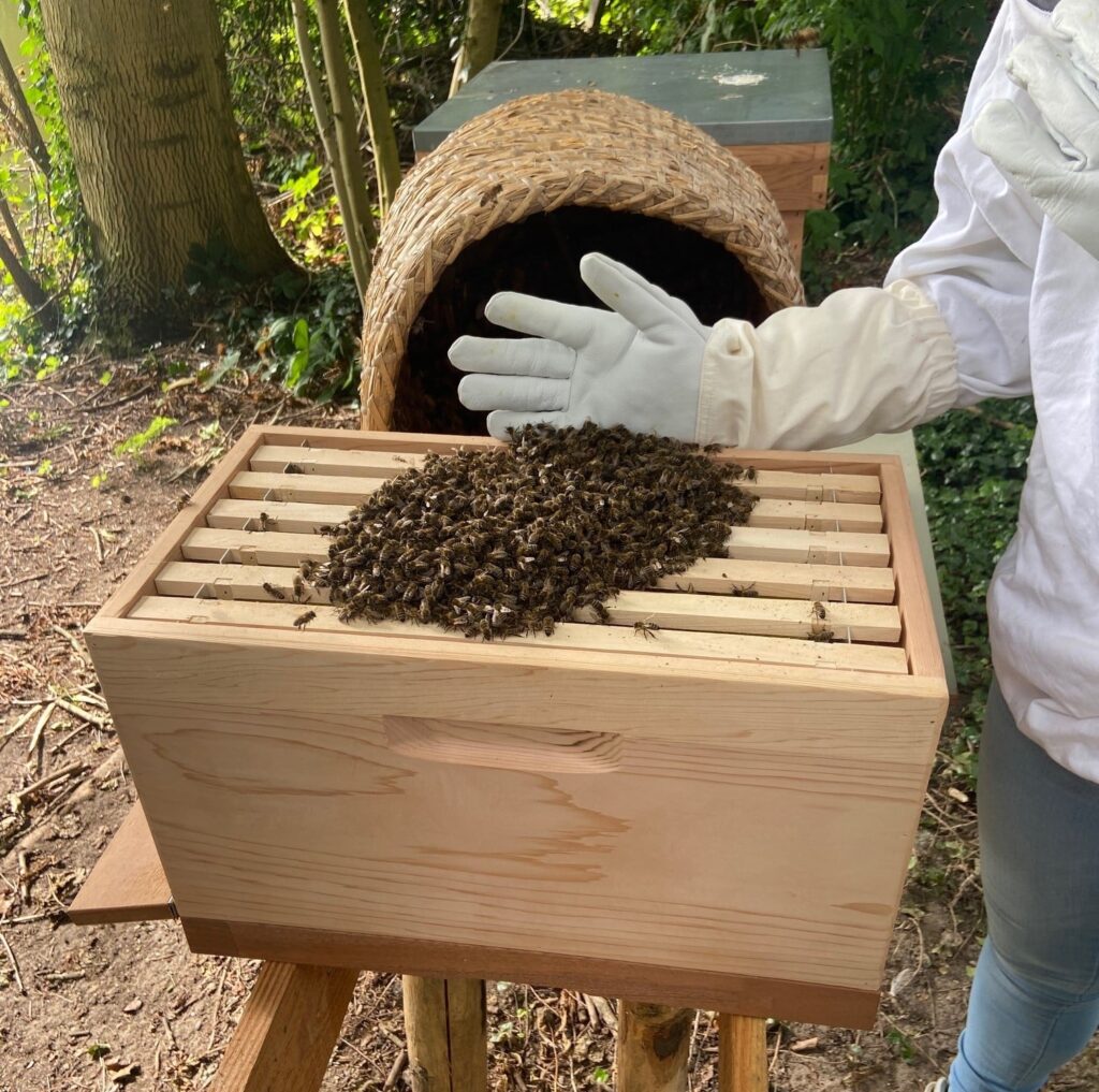 Bijenkorf