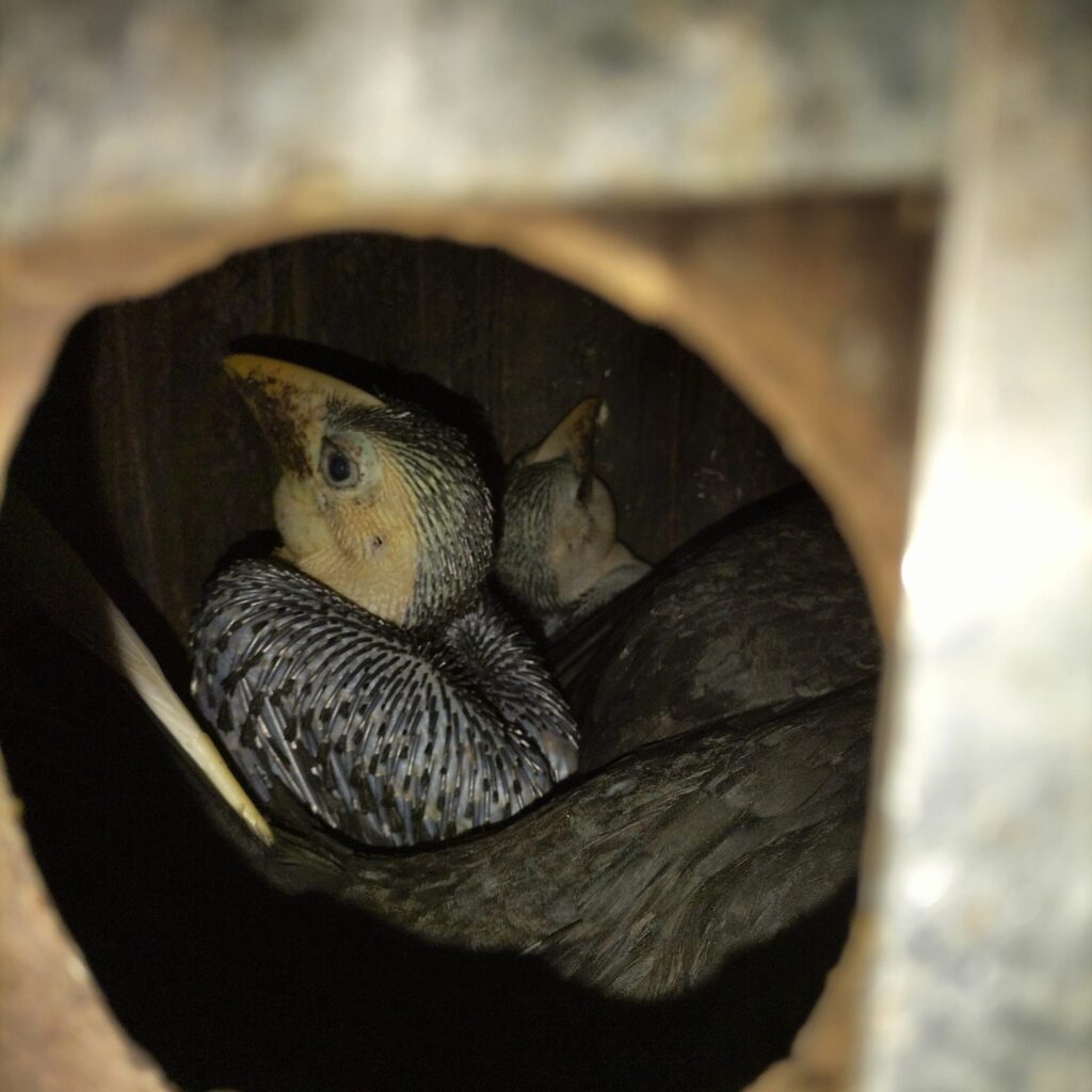 Geribbelde Neushoorn Jongen 2